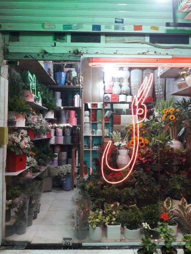 عکس گل شاهانه