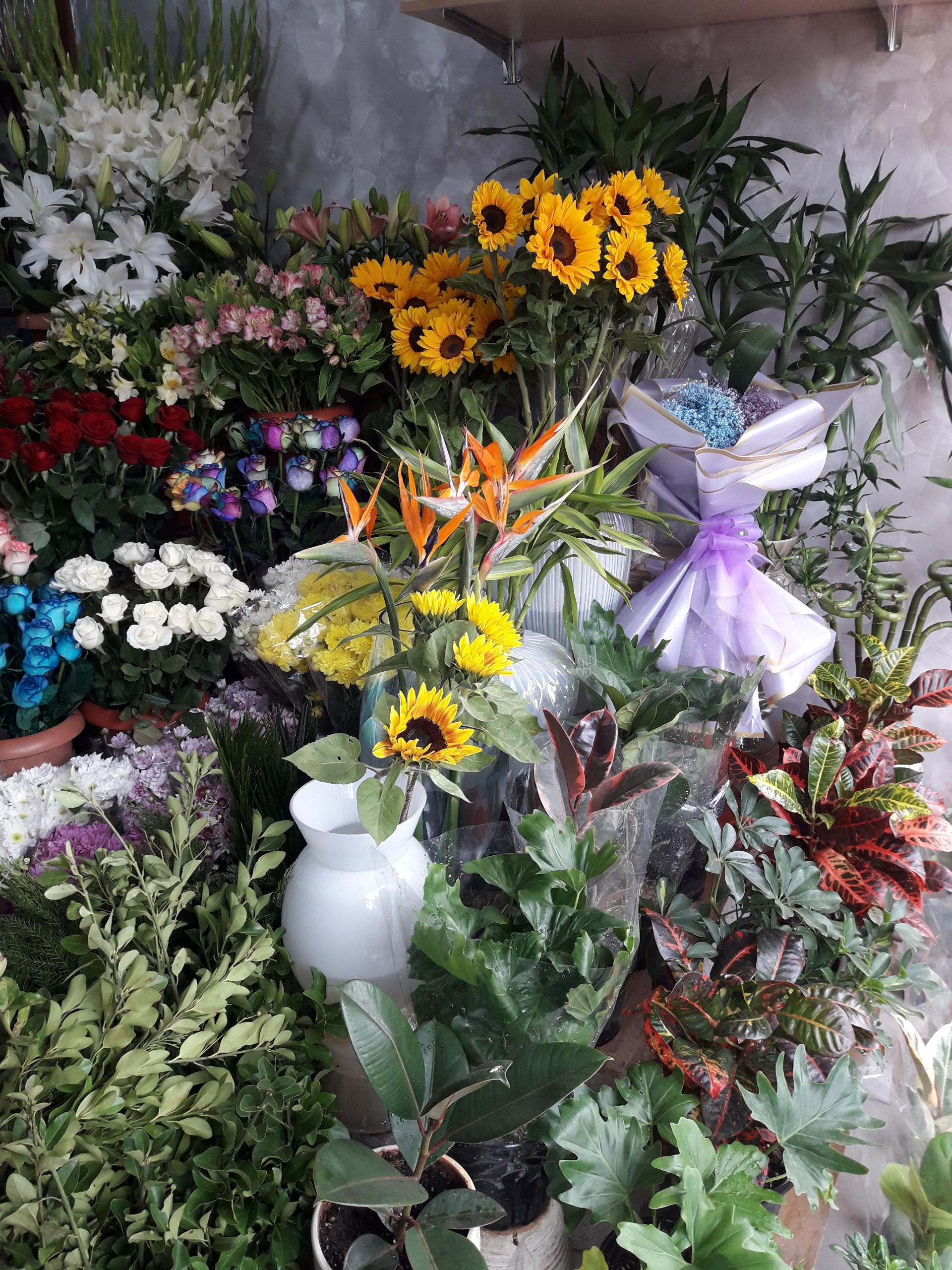 عکس گل شاهانه