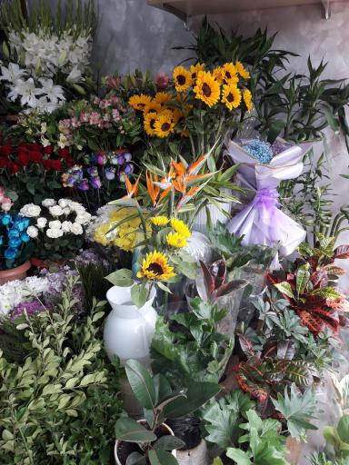 عکس گل شاهانه