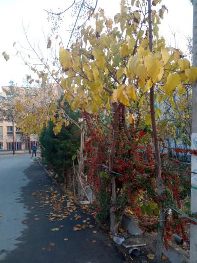 عکس پارک محلی اندیشه