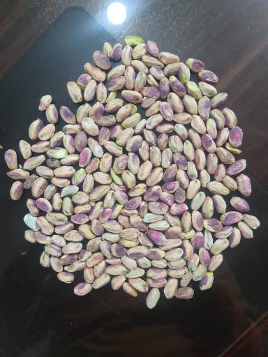 عکس گز ستوده