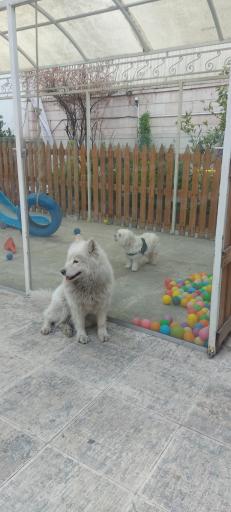 عکس کلینیک دامپزشکی اورانوس