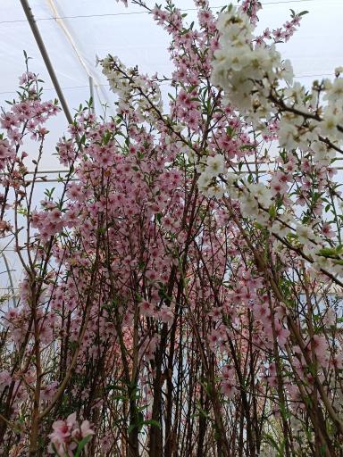 عکس گلخانه امام رضا