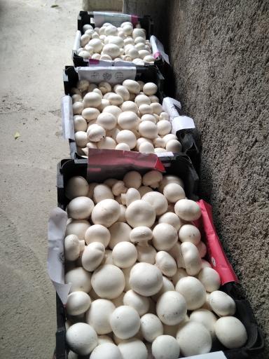 سالن قارچ سنچولی