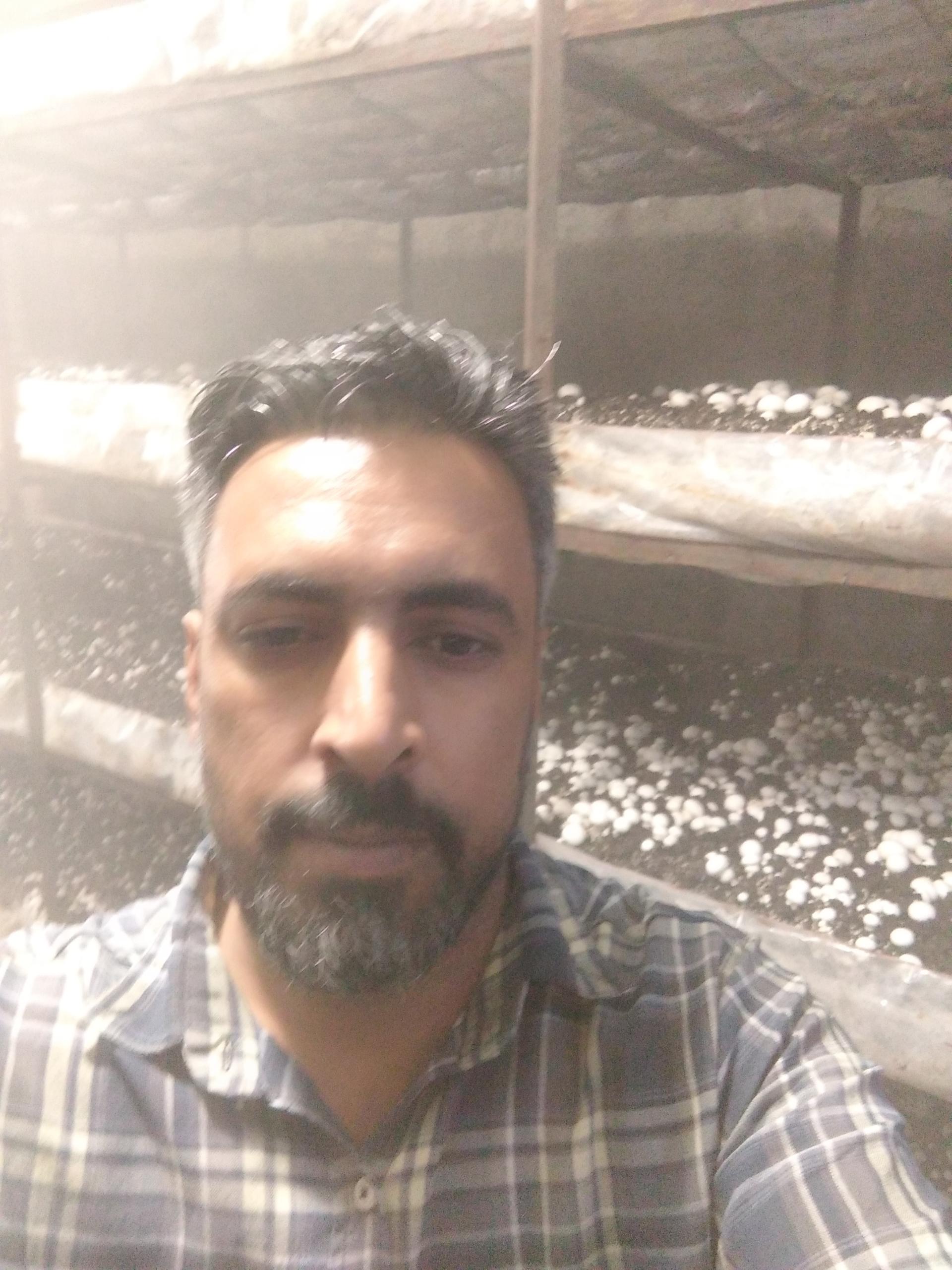 عکس سالن قارچ سنچولی