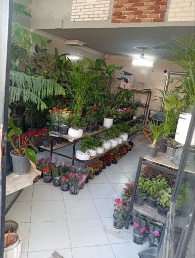 عکس گلکده ارغوان