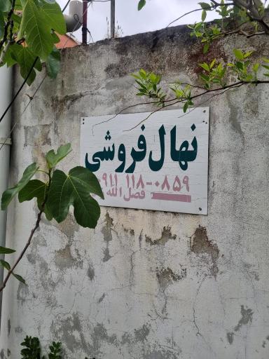 عکس نهال فروشی قربانعلی