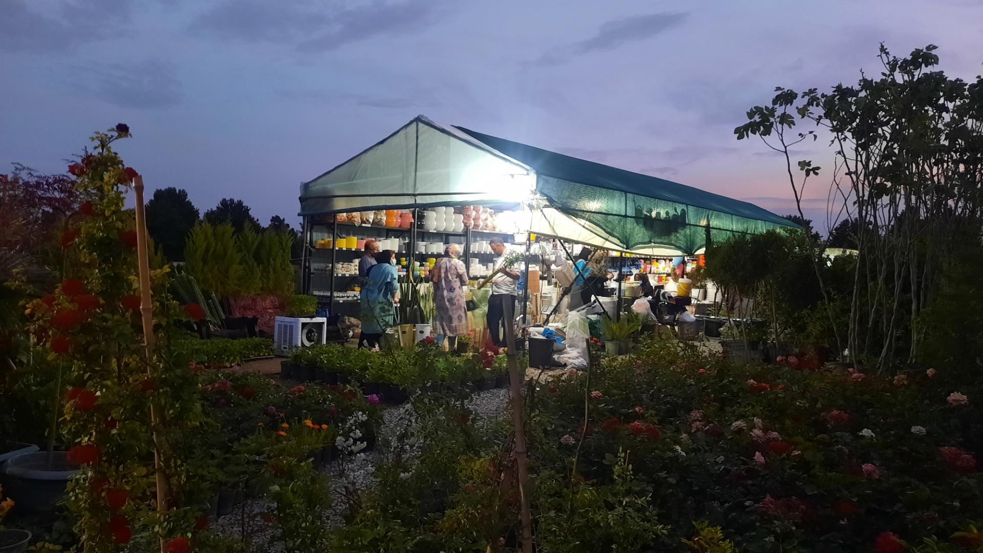 عکس گلستان و نهالستان شورگشتی