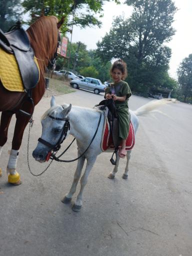 عکس پارک جنگلی سیسنگان 