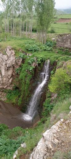 عکس گوار
