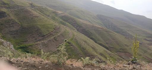 عکس گوار