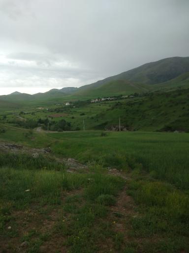 عکس گوار