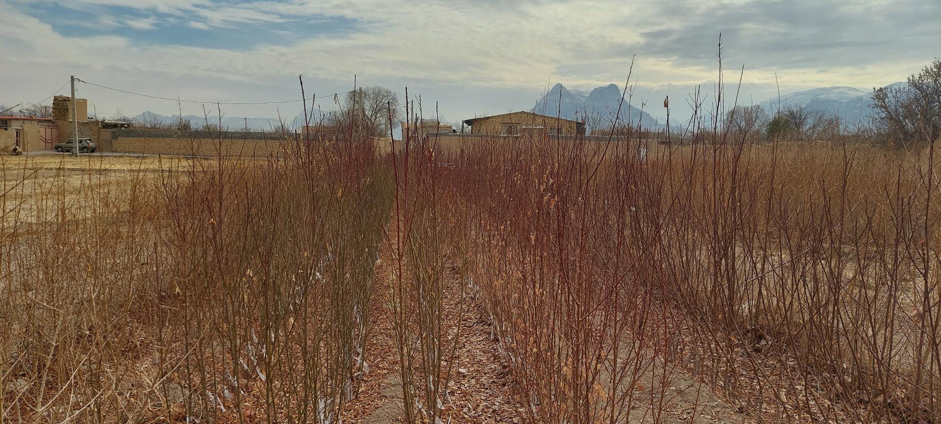 عکس نهالستان جوانه پویا