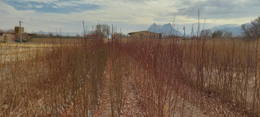 عکس نهالستان جوانه پویا