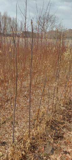 عکس نهالستان جوانه پویا