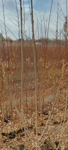 عکس نهالستان جوانه پویا