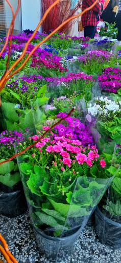 عکس بازار گل خیام مشهد