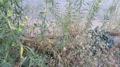 عکس اردوگاه شهید طالقانی