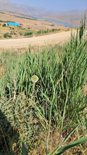 عکس اردوگاه شهید طالقانی