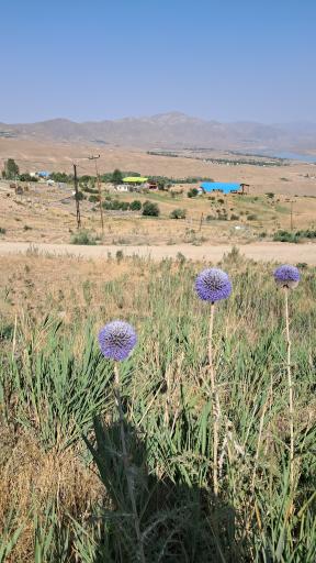 عکس اردوگاه شهید طالقانی