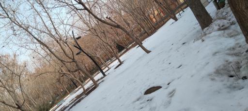 عکس بوستان پروین