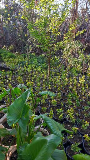 عکس خدمات باغبانی و فروش انواع نهال قاسمی 