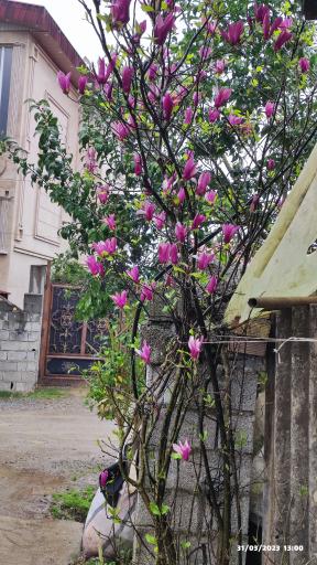 عکس خدمات باغبانی و فروش انواع نهال قاسمی 