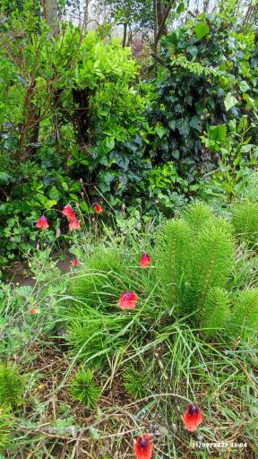 عکس خدمات باغبانی و فروش انواع نهال قاسمی 