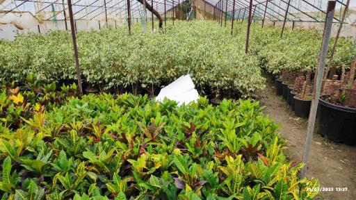 عکس خدمات باغبانی و فروش انواع نهال قاسمی 