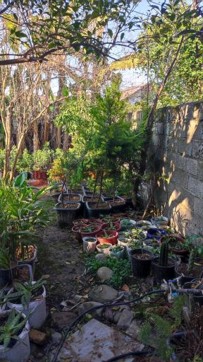 عکس خدمات باغبانی و فروش انواع نهال قاسمی 