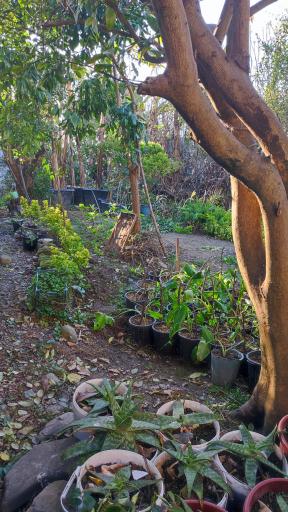 عکس خدمات باغبانی و فروش انواع نهال قاسمی 