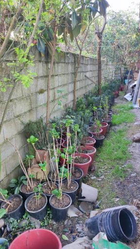عکس خدمات باغبانی و فروش انواع نهال قاسمی 
