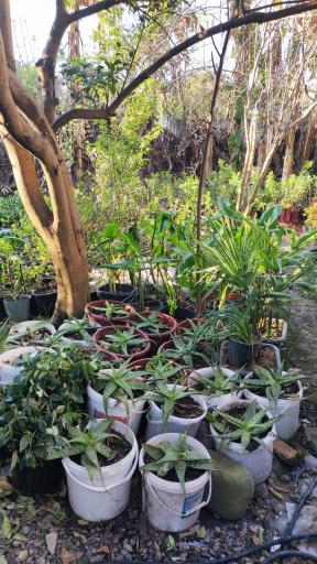 عکس خدمات باغبانی و فروش انواع نهال قاسمی 