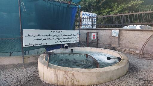 عکس قزل آلا صادراتی مهندس فرجی