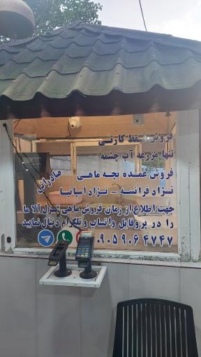 عکس قزل آلا صادراتی مهندس فرجی