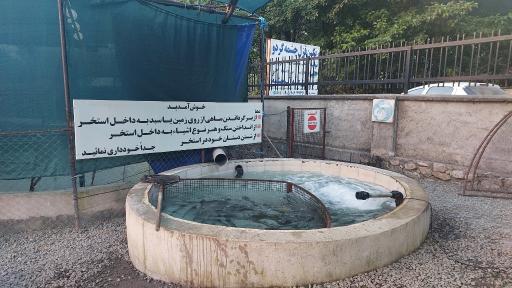 عکس قزل آلا صادراتی مهندس فرجی
