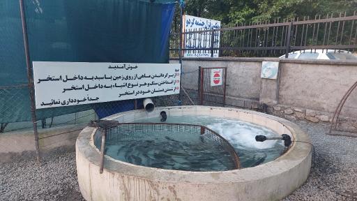 عکس قزل آلا صادراتی مهندس فرجی