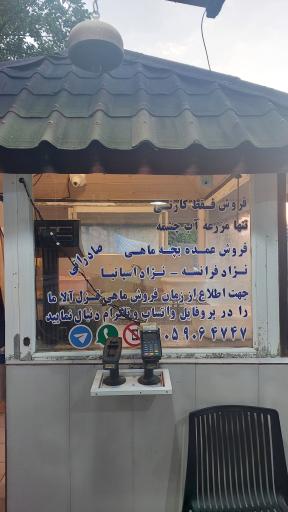 عکس قزل آلا صادراتی مهندس فرجی