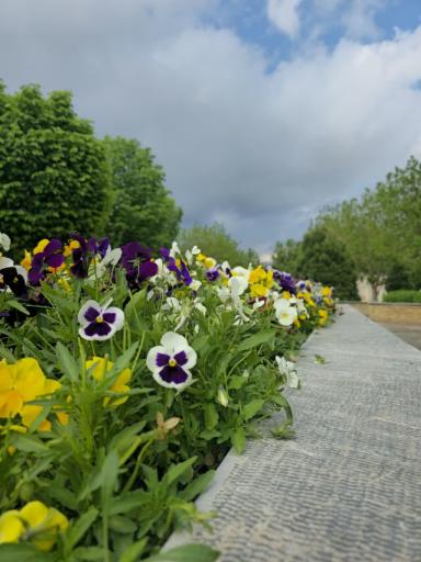 عکس بوستان قلم