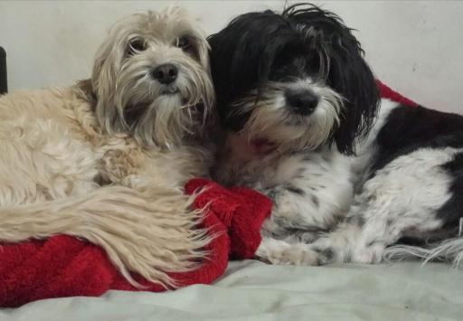 عکس خانه دنی