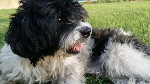 عکس خانه دنی