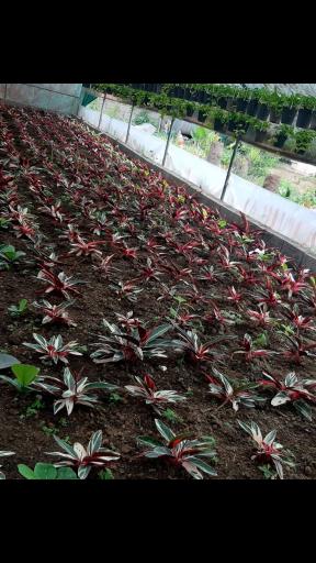 عکس گلخانه وحید علی کاظمی