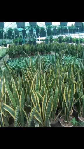 عکس گلخانه وحید علی کاظمی