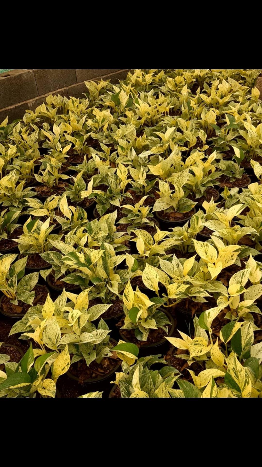 عکس گلخانه وحید علی کاظمی