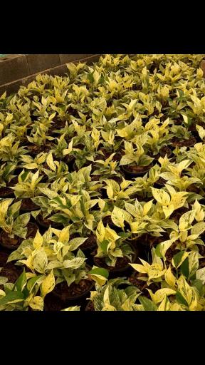 عکس گلخانه وحید علی کاظمی