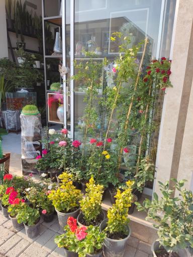 عکس گلفروشی آزالیا