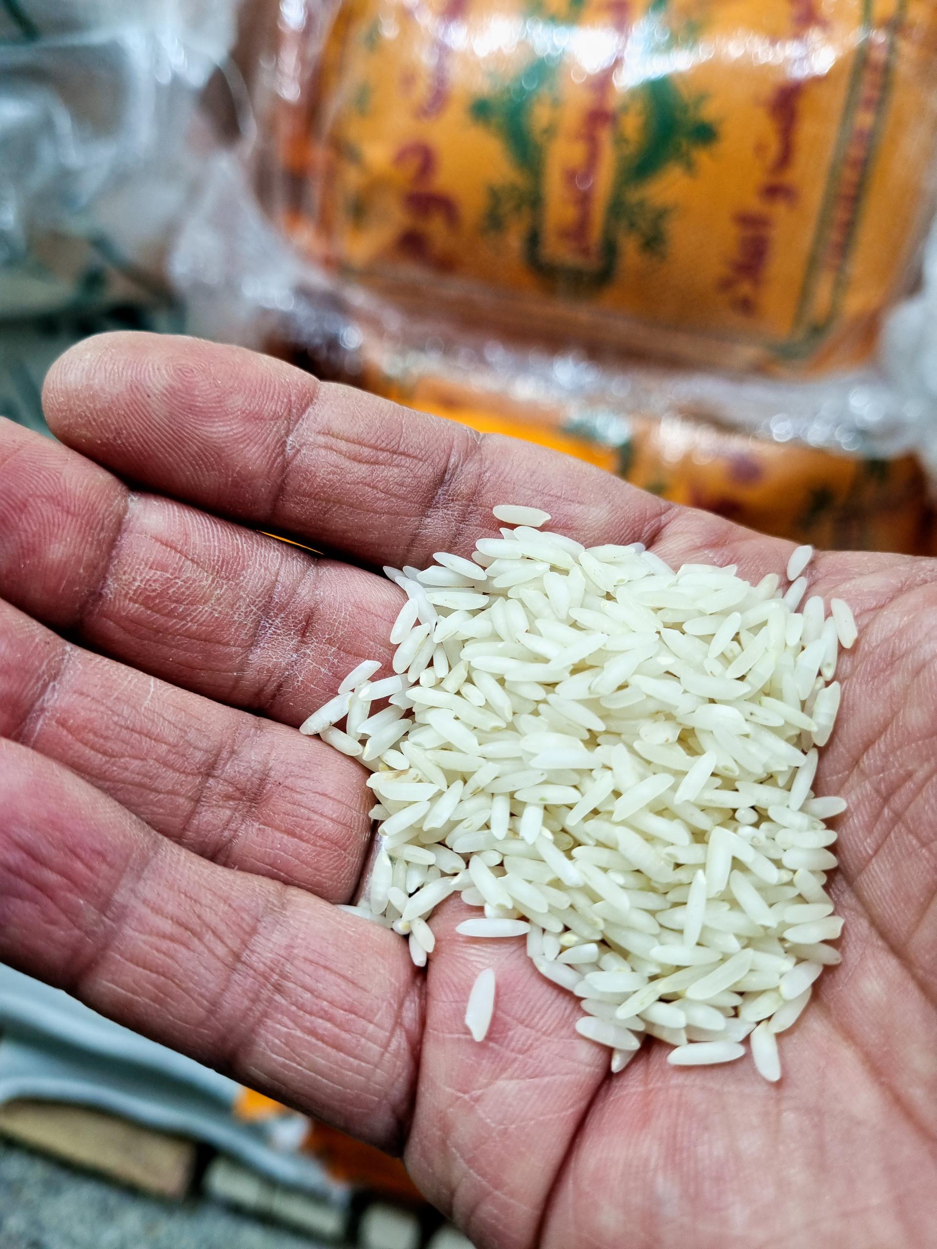 عکس برنج شمال فریدونکنار