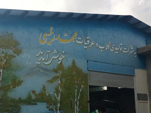 عکس کارگاه گلاب گیری محمد رییسی