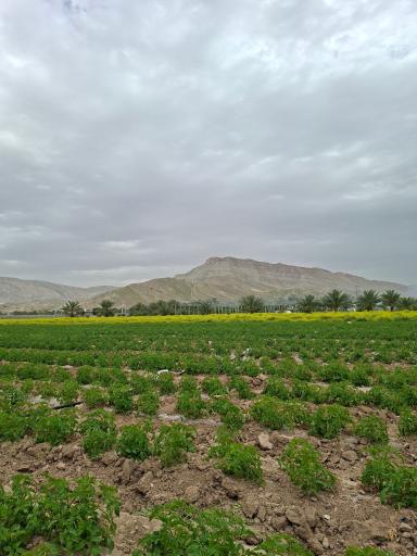 عکس قیر