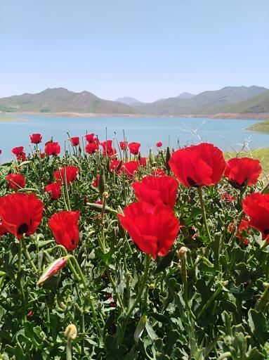 عکس کردستان